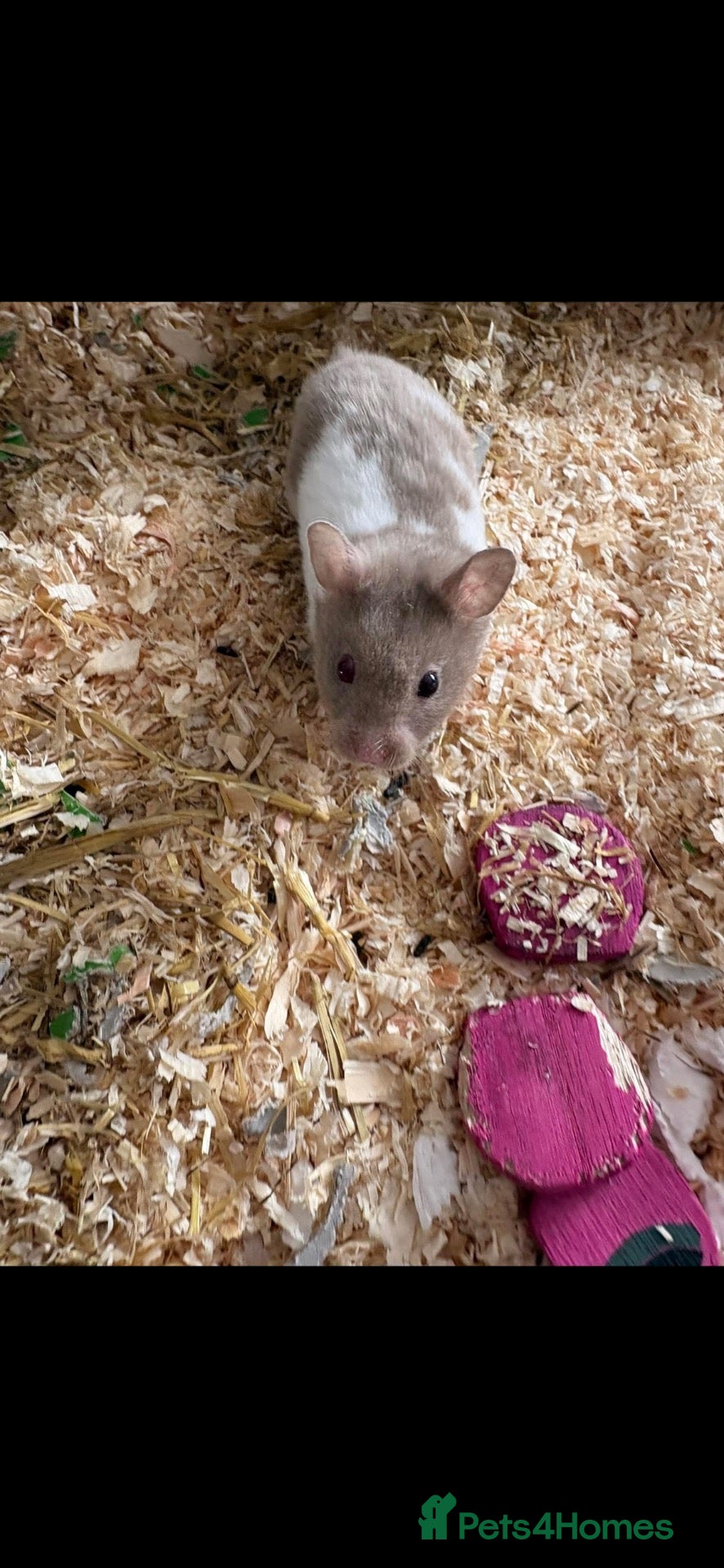 Hamster rodents Male hamster  - Advert 1