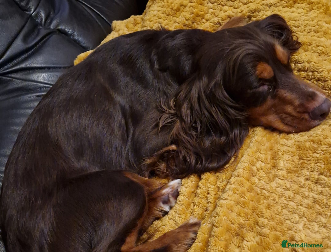 Cocker Spaniel dogs for sale: Cocker spaniel pups for sale  - Image 23