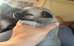 Chihuahua dogs for sale: Lovely blue fawn boy - Image 11