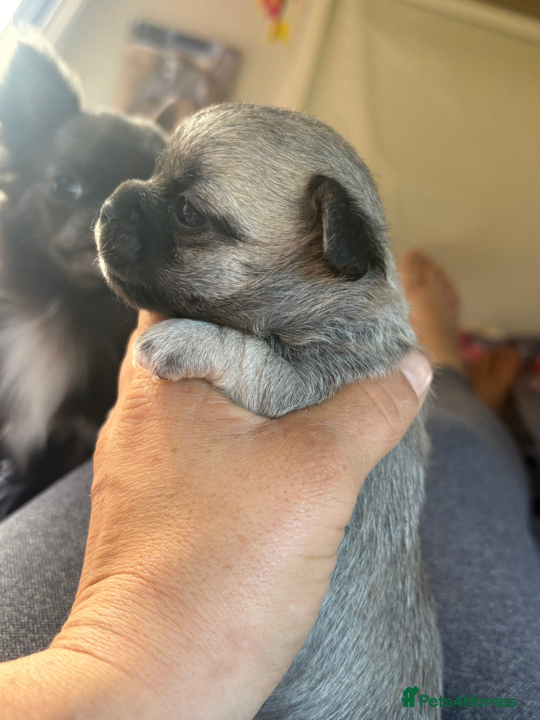Chihuahua dogs for sale: Lovely blue fawn boy - Image 11