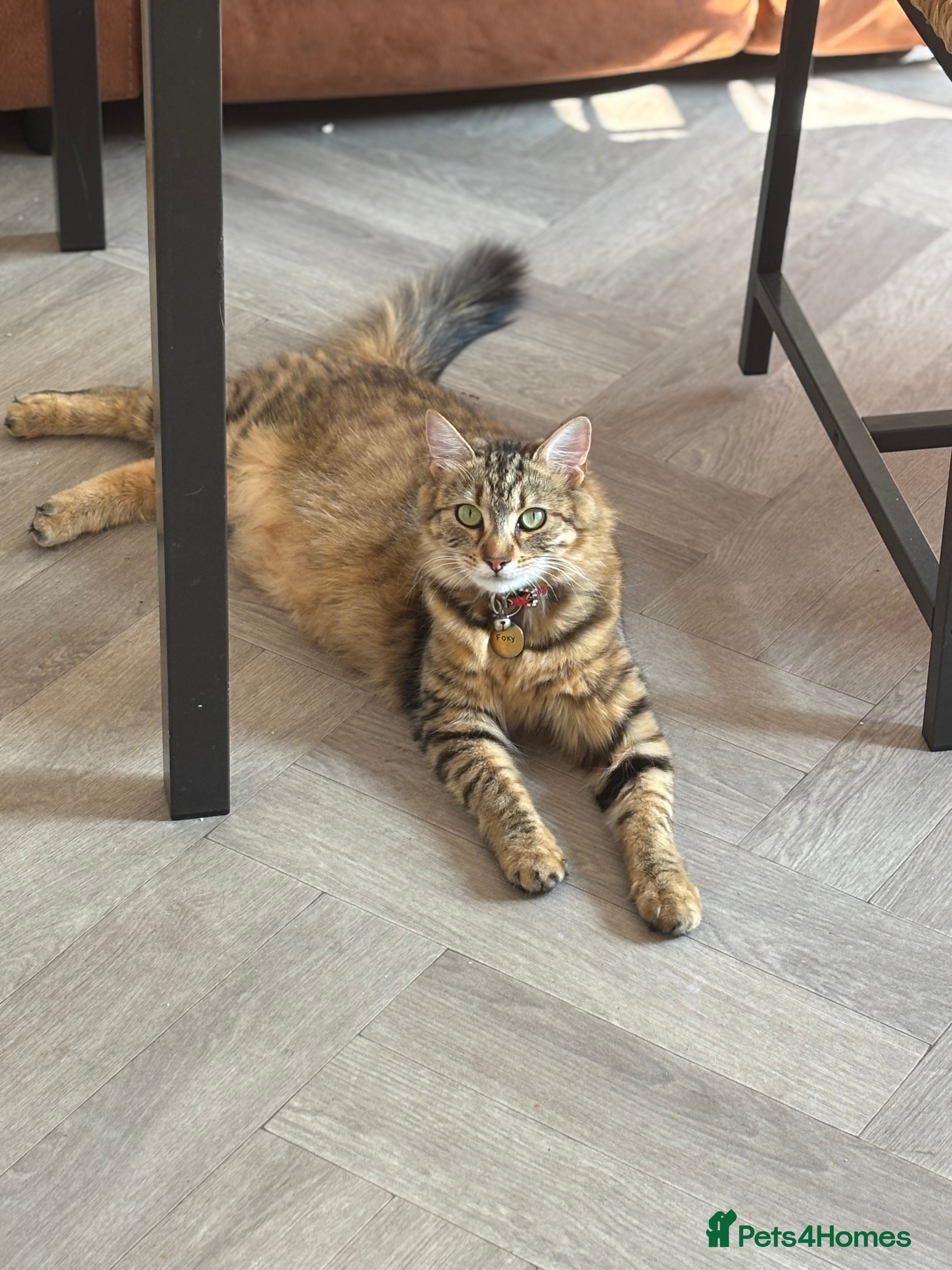 Mixed Breed cats Adorable kittens - Advert 1