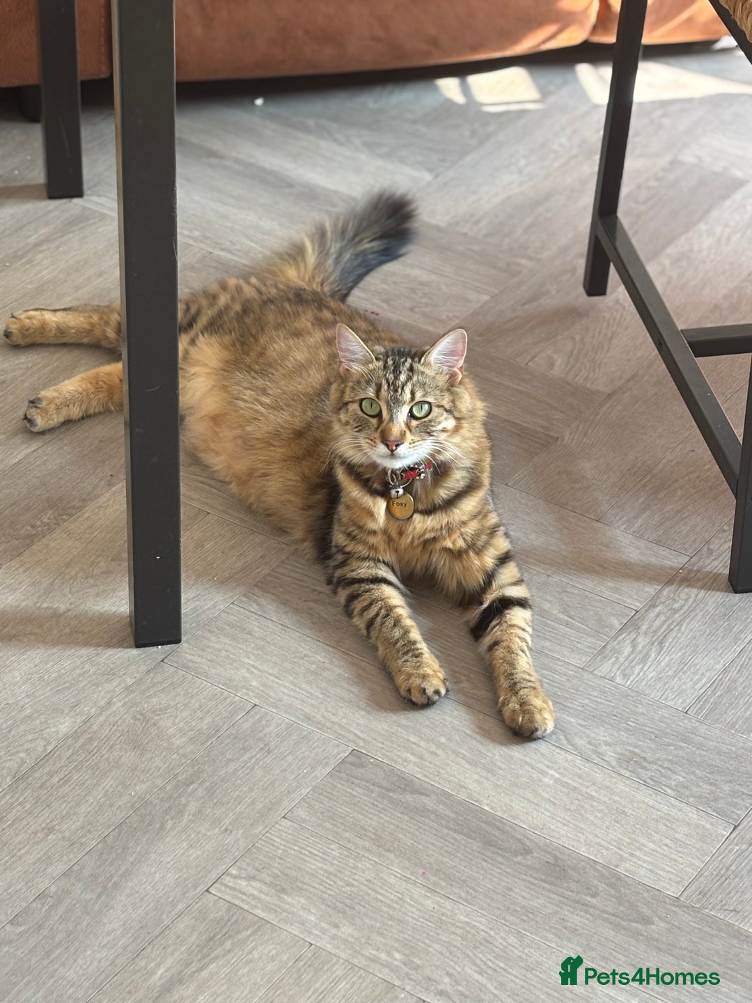 Mixed Breed cats for sale: Adorable kittens - Advert 1