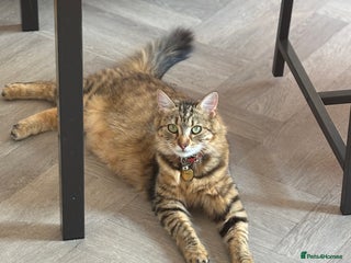 Mixed Breed cats Adorable kittens - Advert 1