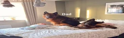German Shepherd dogs for sale: 2 long-haired German Shepherd puppies for sale in Haverhill - Advert 8