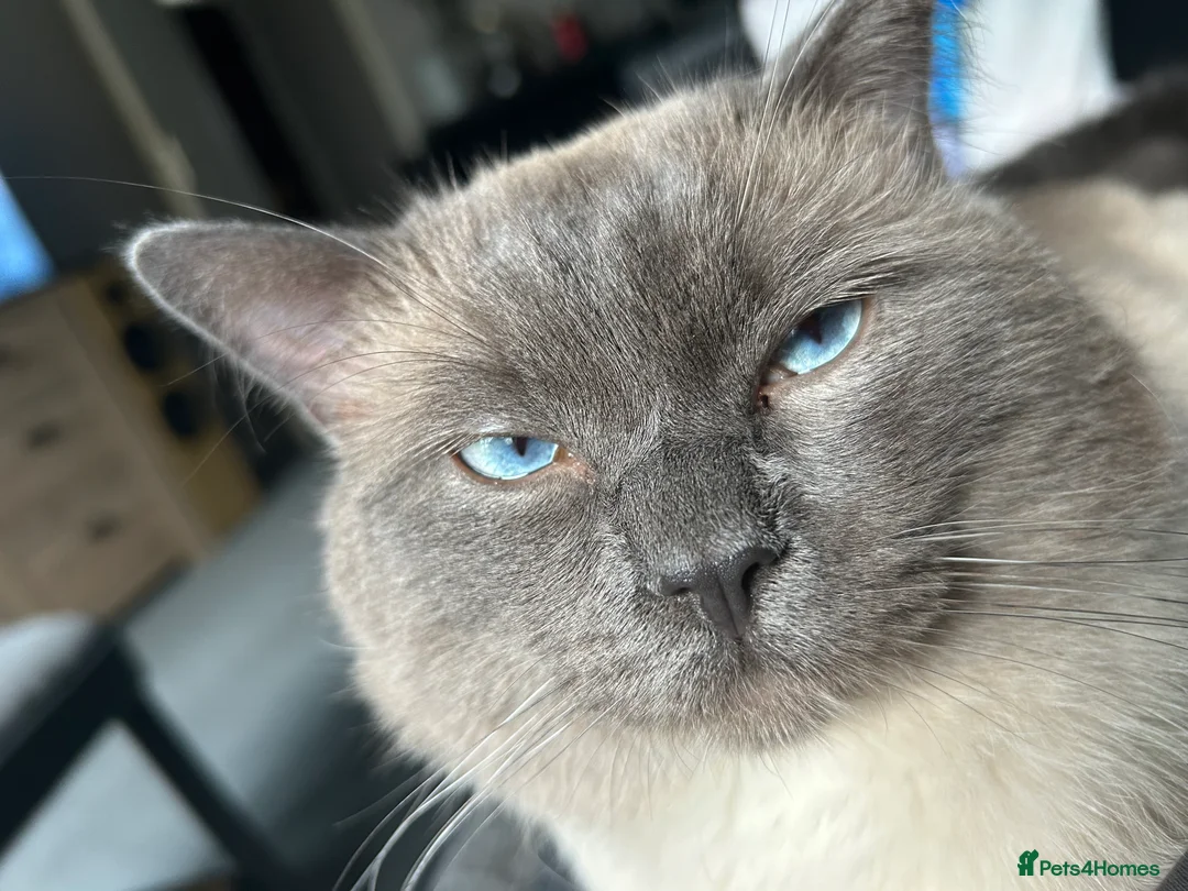 Ragdoll cats for sale: give one of these rare ragdolls a forever home  - Advert 4