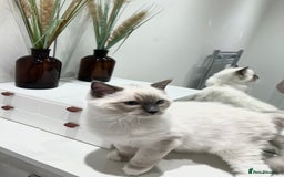 Ragdoll cats for sale: TICA RARE ENTIRE MALE! BLUE POINT MIT CHAMP BLOOD - Image 7