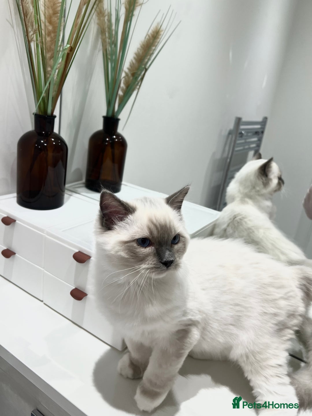 Ragdoll cats for sale: TICA RARE ENTIRE MALE! BLUE POINT MIT CHAMP BLOOD - Image 7
