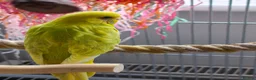 Budgerigars birds for sale: Baby Budgies - Ready for their forever home - Advert 2
