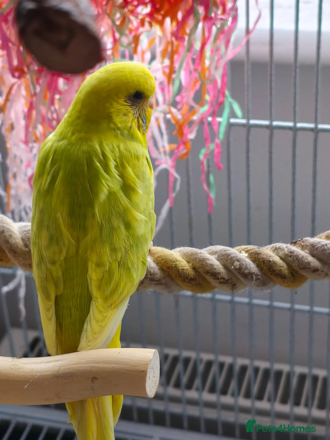 Budgerigars birds for sale: Baby Budgies - Ready for their forever home - Advert 2