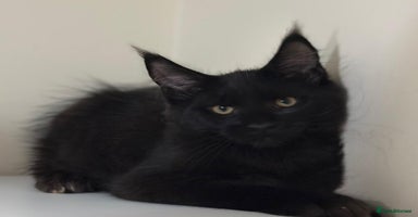 Maine Coon cats - Advert 8
