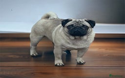 Pug dogs for stud: Health Tested KC Registered Pug in Preston - Image 1