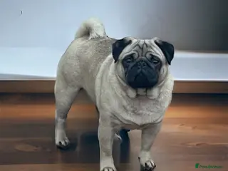 Pug dogs Health Tested KC Registered Pug in Preston - Advert 5