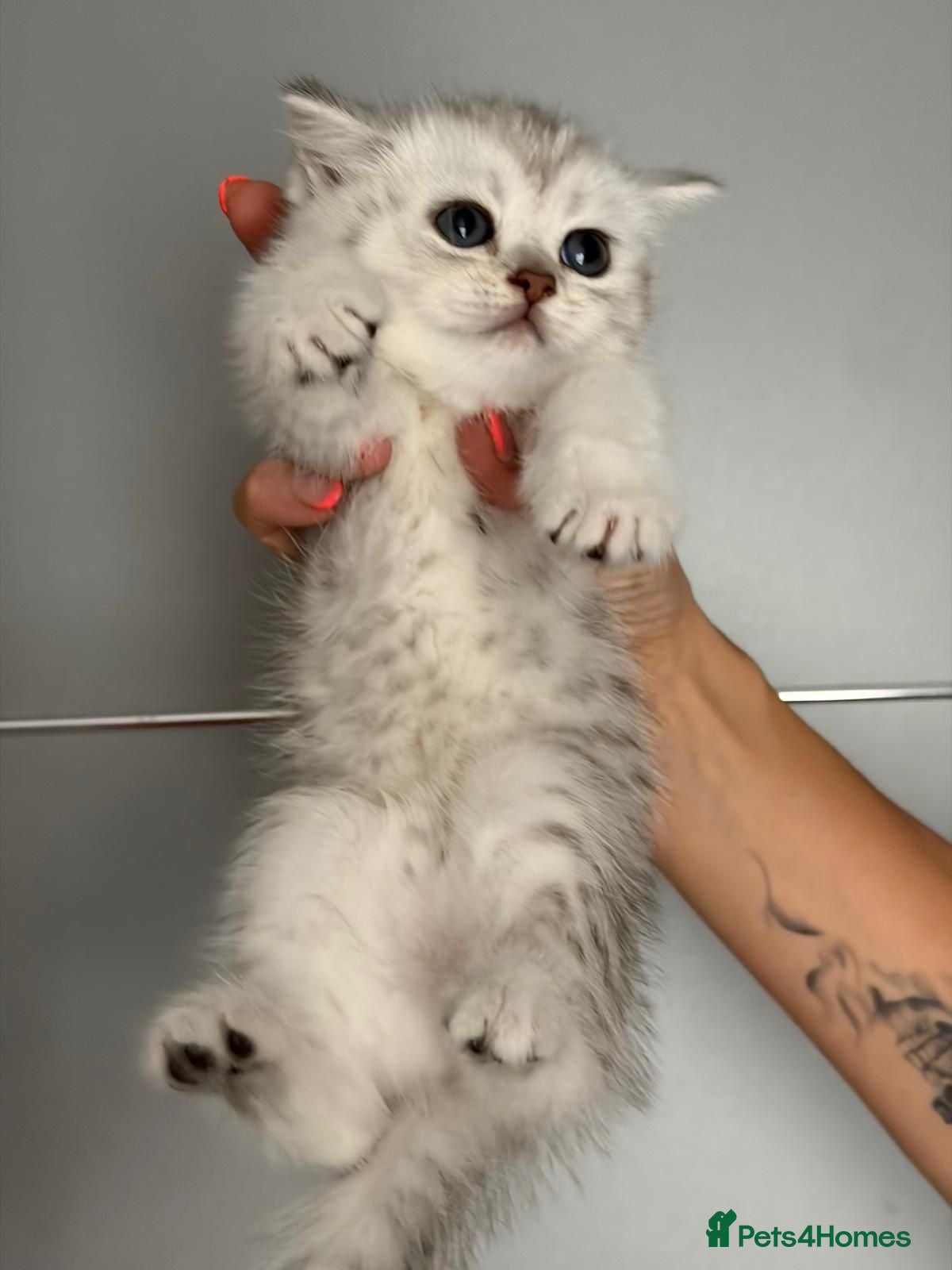 Scottish Fold cats Adorable Scottish Fold & Straight Kittens - Advert 1