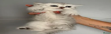 Scottish Fold 1