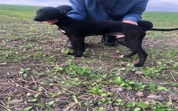 Mixed Breed dogs for sale: Big Ben  - Image 8