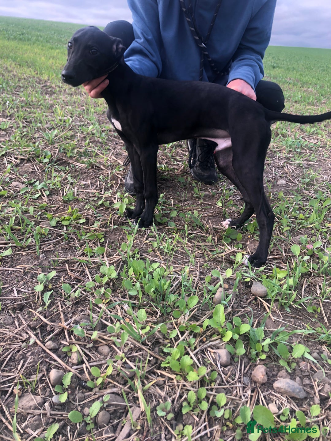Mixed Breed dogs for sale: Big Ben  - Image 8