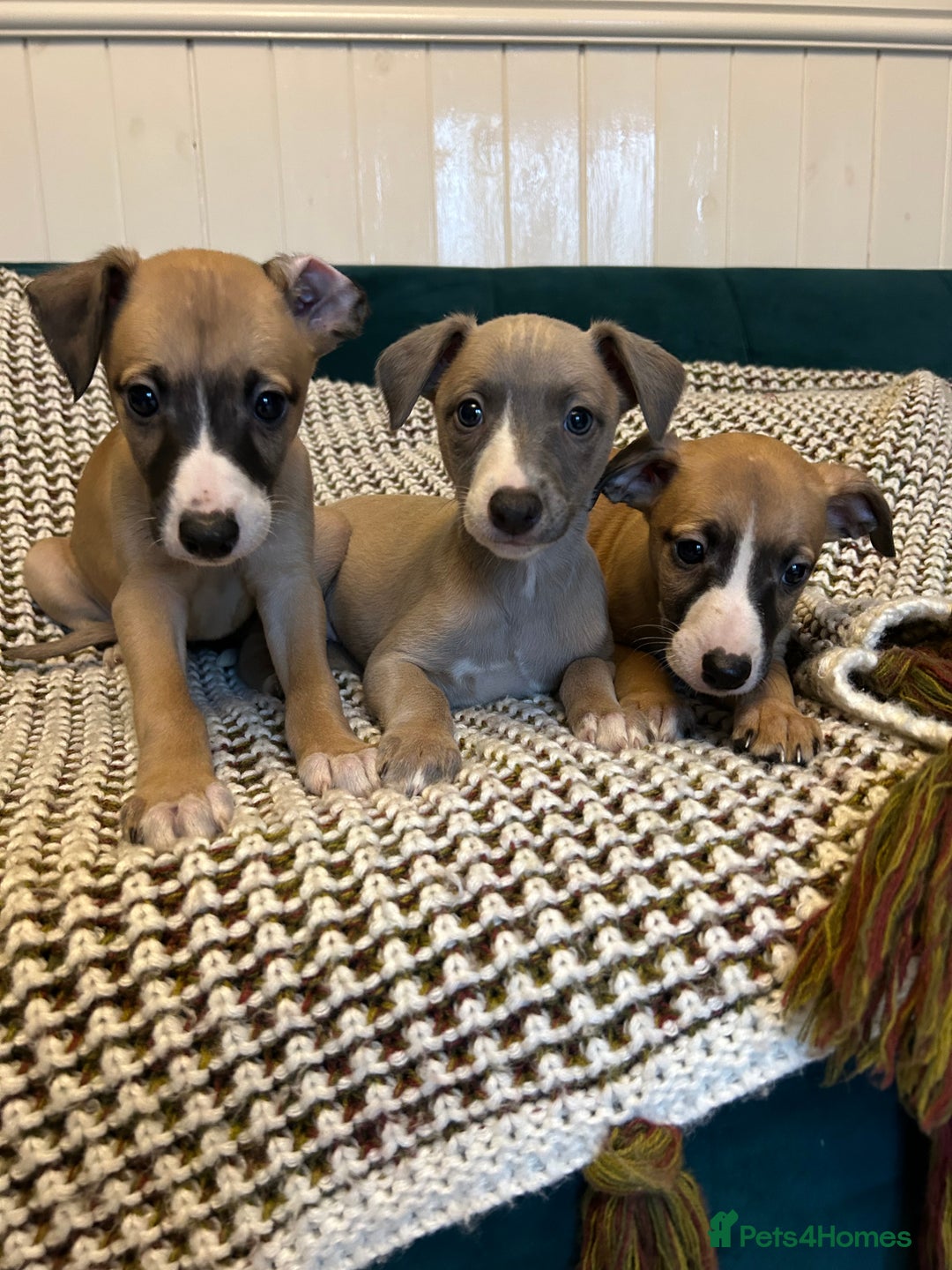 Whippet dogs for sale: Two male and one female Beautiful pure bred pups  - Advert 2