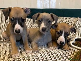 Whippet dogs Two male and one female Beautiful pure bred pups - Advert 6