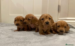 Miniature Dachshund dogs for sale: Beautiful miniature Dachshund puppies  - Image 7