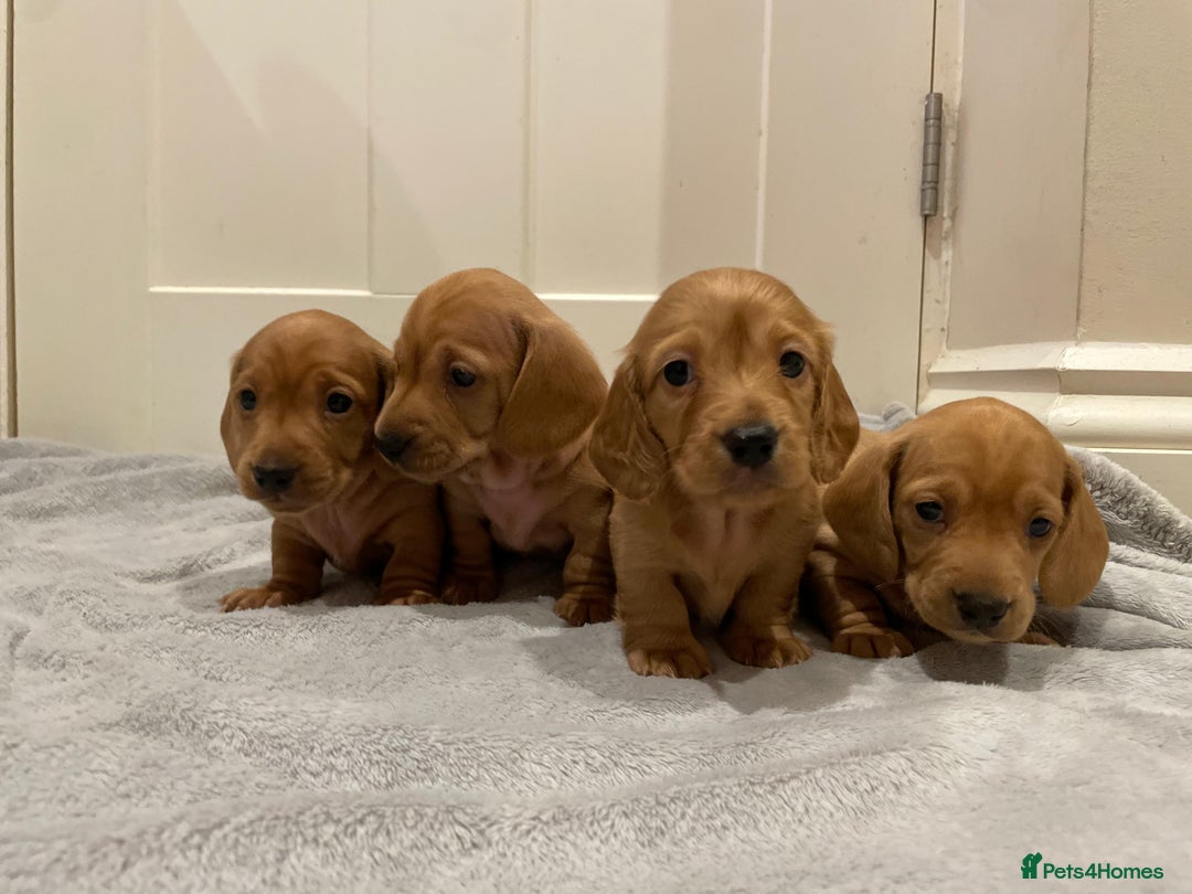 Miniature Dachshund dogs for sale: Beautiful miniature Dachshund puppies  - Image 7