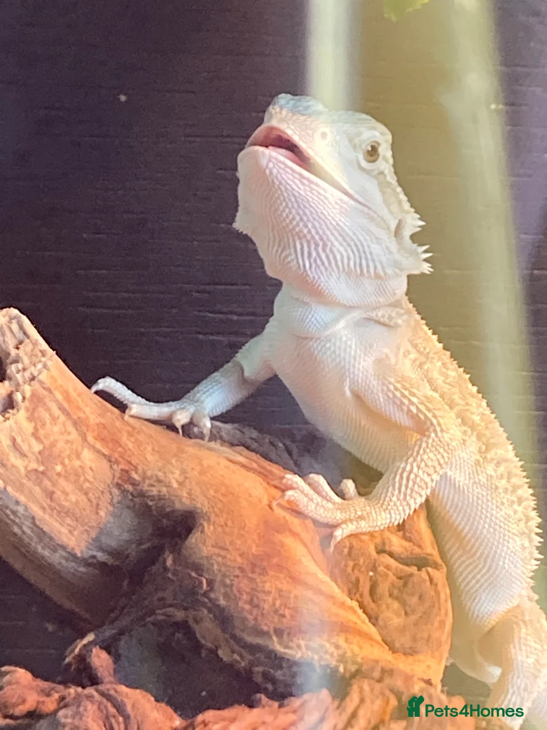 Bearded Dragon reptiles for sale: Gorgeous bearded dragon.  - Advert 21