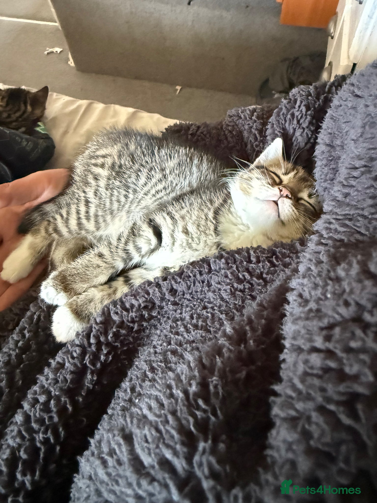Mixed Breed cats for sale: Two beautiful female tabby kitten  - Advert 5