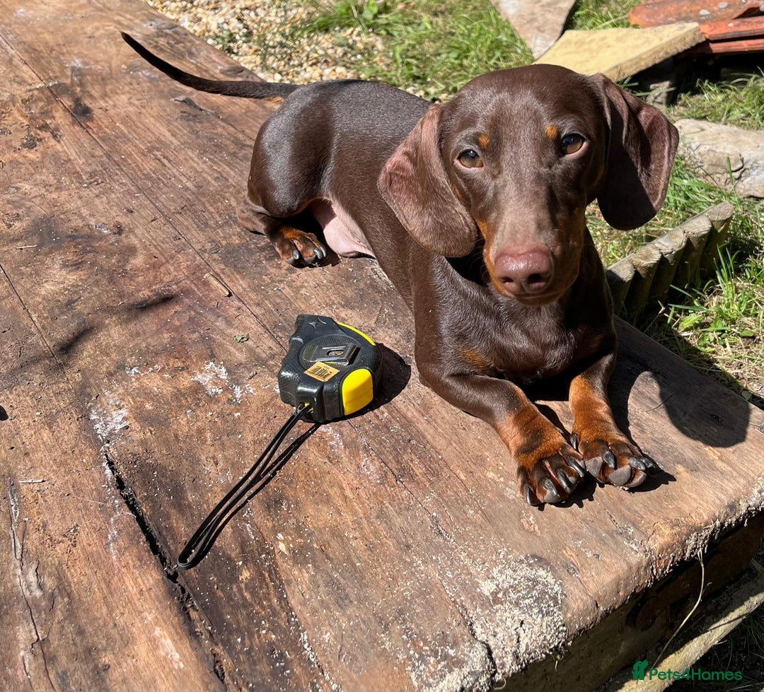 Dachshund dogs for sale: x2 Miniature Dachshund pups for sale  - Image 4