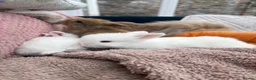 Mini Lop rabbits for sale: Mini lops-raised indoors-vaccinated  - Advert 9