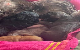 Cockapoo dogs for sale: 3 Cockapoo puppies for sale  - Advert 6