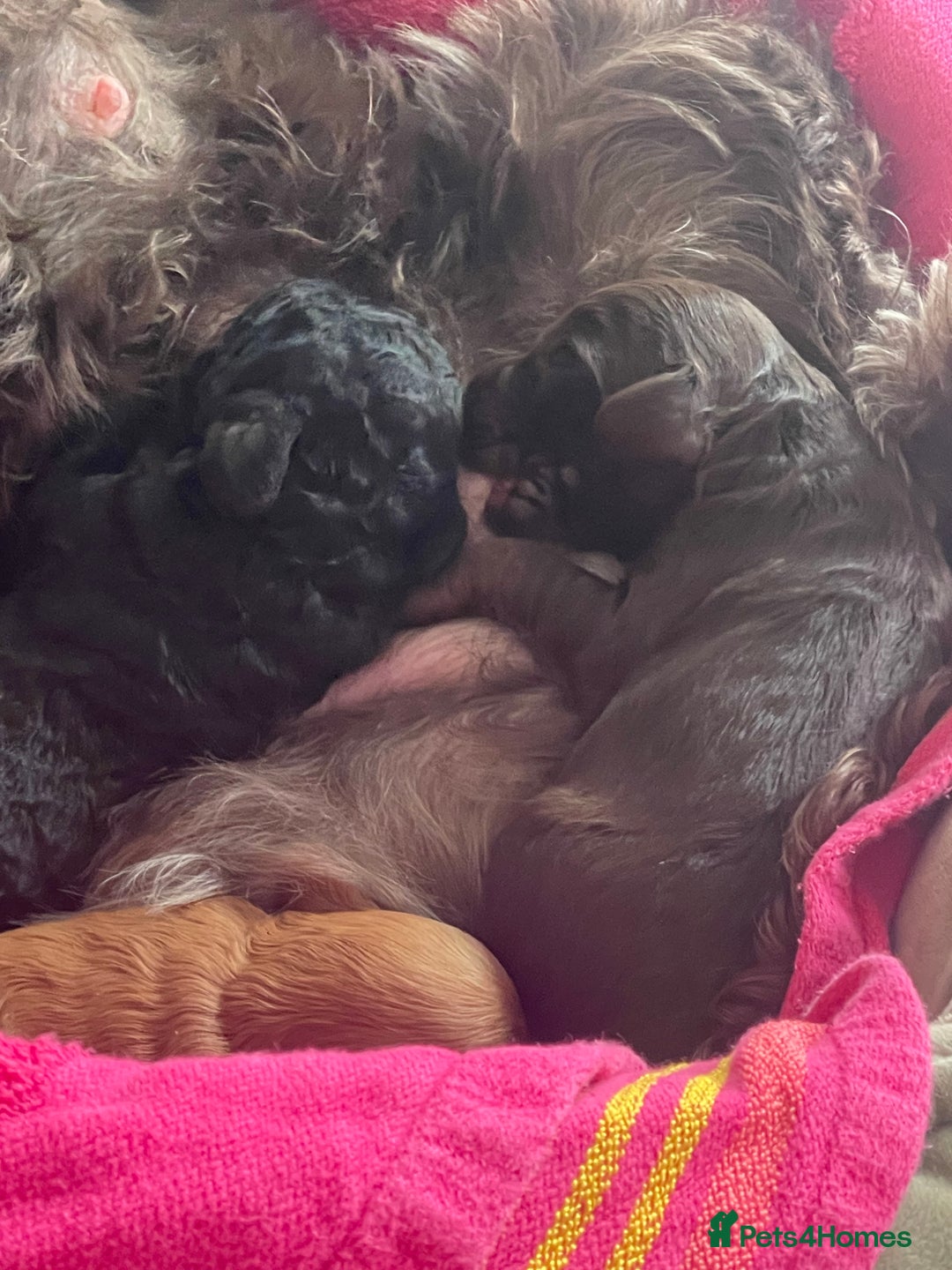 Cockapoo dogs for sale: 3 Cockapoo puppies for sale  - Advert 6