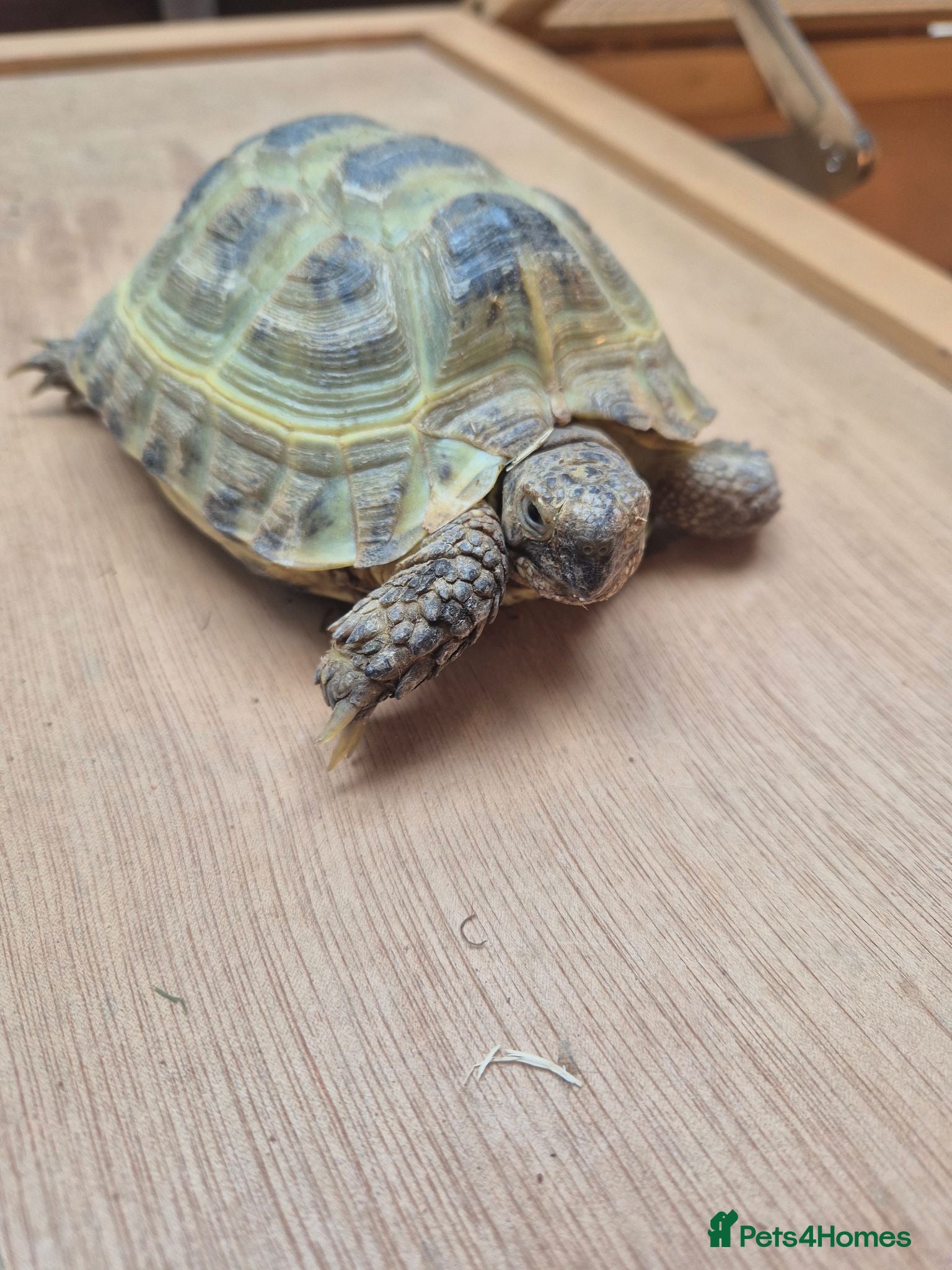 Hermann Tortoise reptiles 2 Male Hermann Tortoise - Advert 8