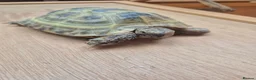 Hermann Tortoise reptiles for sale: 2 Male Hermann Tortoise in Workington - Advert 1