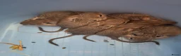 Degus rodents for sale: Female Degus For Sale - Advert 3