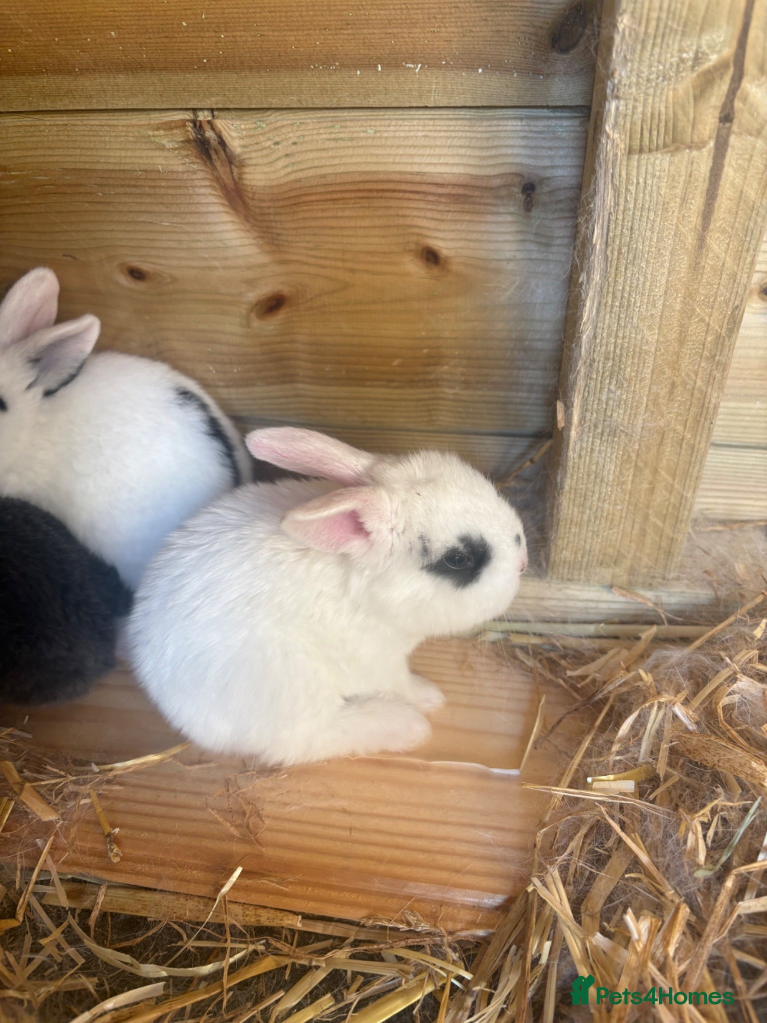 Mixed Breed rabbits 9 baby bunnies very soon ready for loving homes - Advert 6