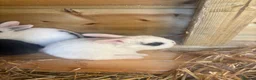 Mixed Breed rabbits for sale: 9 baby bunnies very soon ready for loving homes - Advert 1