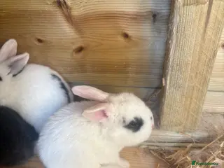 Mixed Breed rabbits 9 baby bunnies very soon ready for loving homes - Advert 1