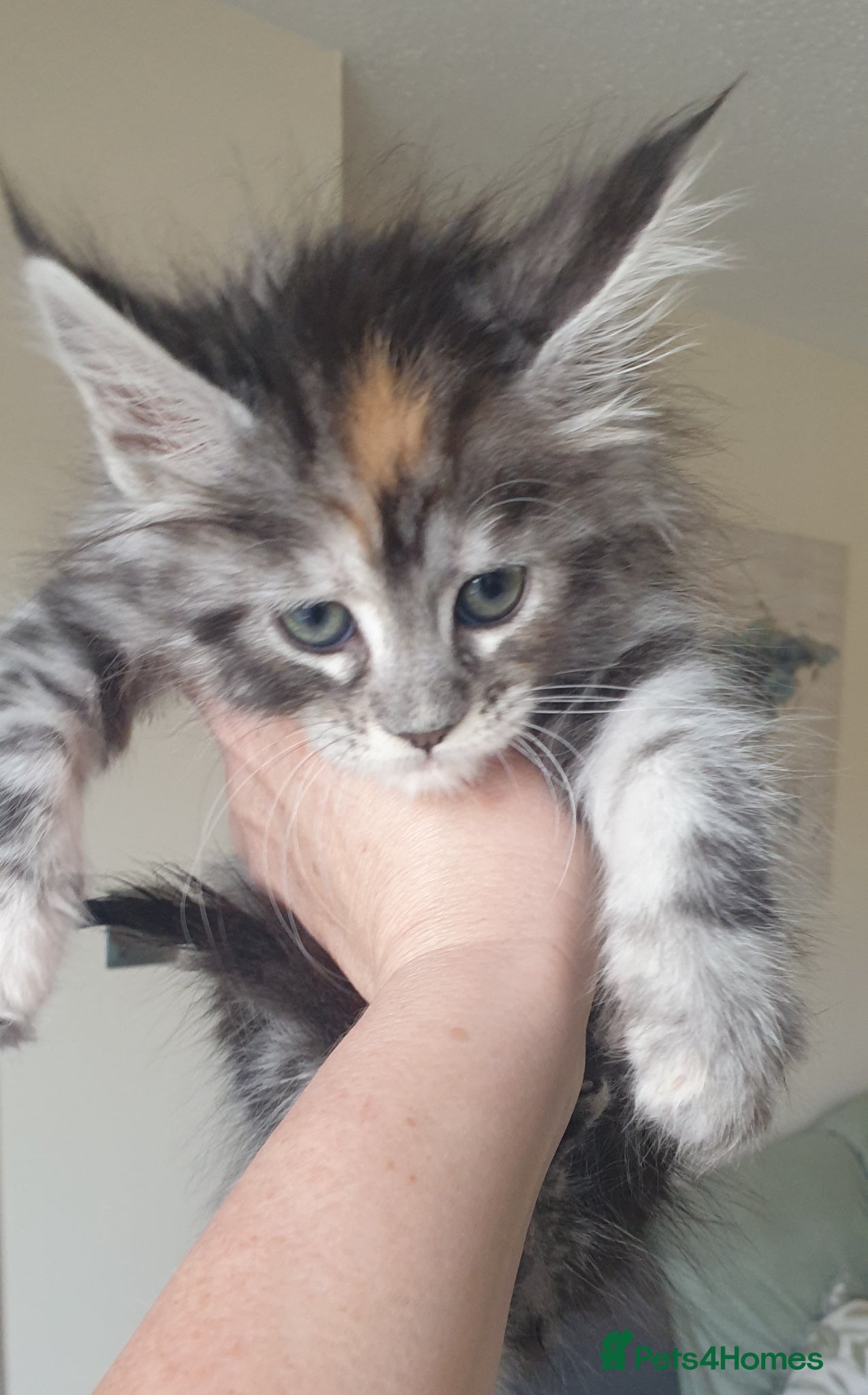 Maine Coon cats Tica registered Maine Coons  - Advert 8