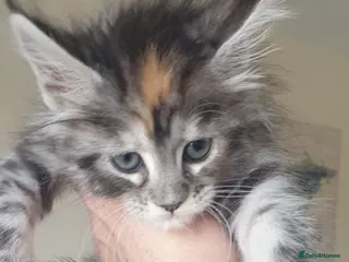 Maine Coon cats Tica registered Maine Coons - Advert 8