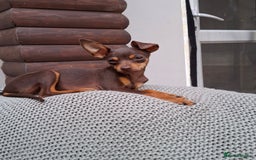 Mixed Breed dogs for sale: Hurry up - Only boy left - Image 2