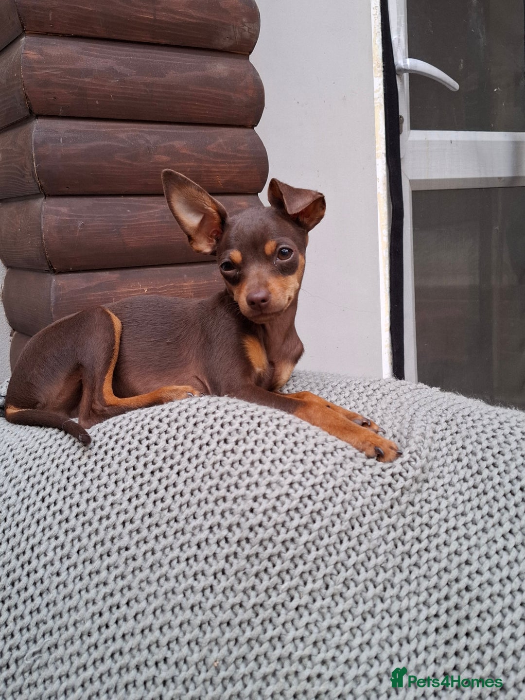 Mixed Breed dogs for sale: Hurry up - Only boy left - Image 2