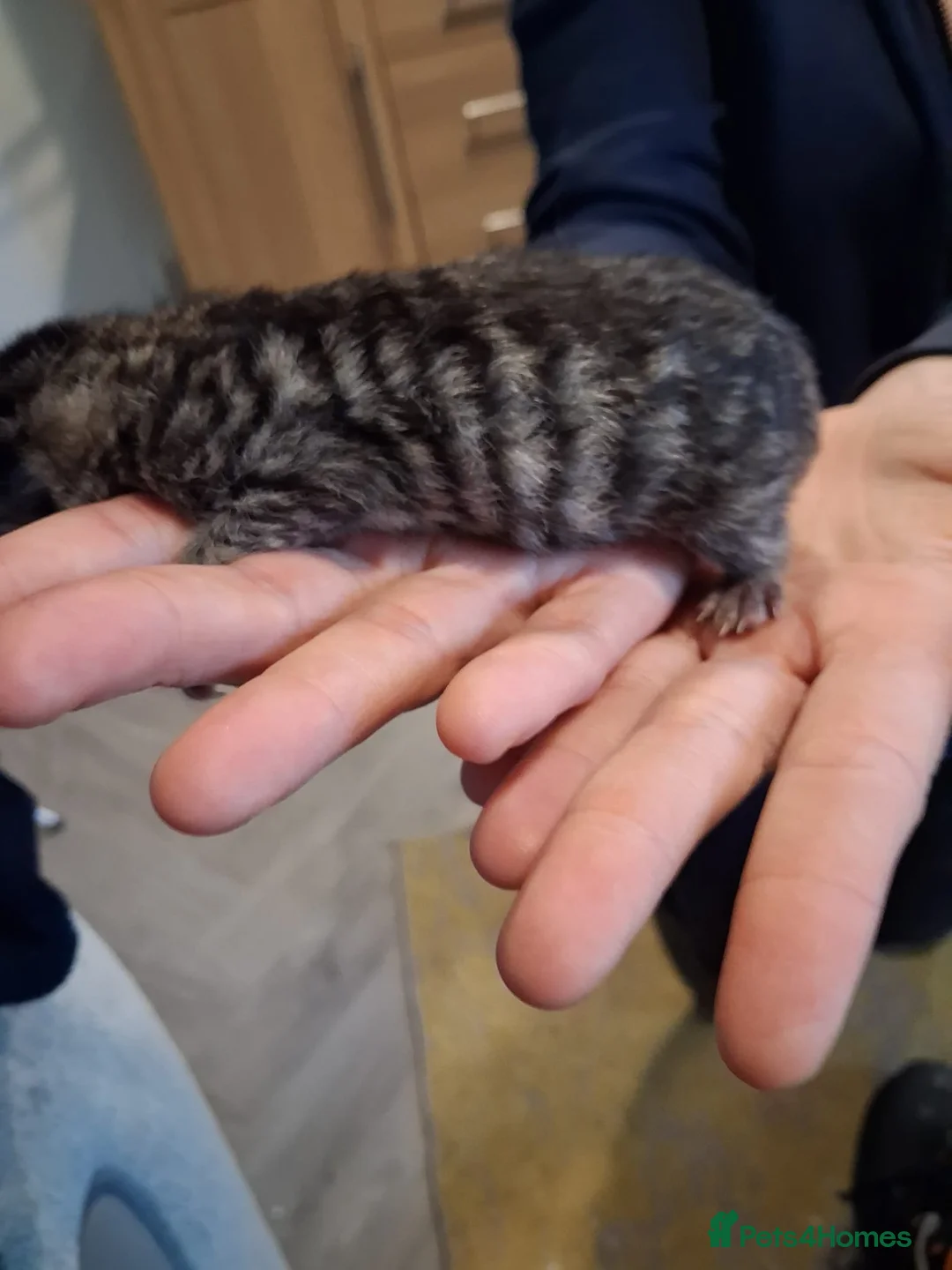 Mixed Breed cats for sale: Mixed litter - Advert 2