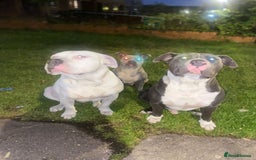 Mixed Breed dogs for sale: Old English cross, cane corsa  - Image 26