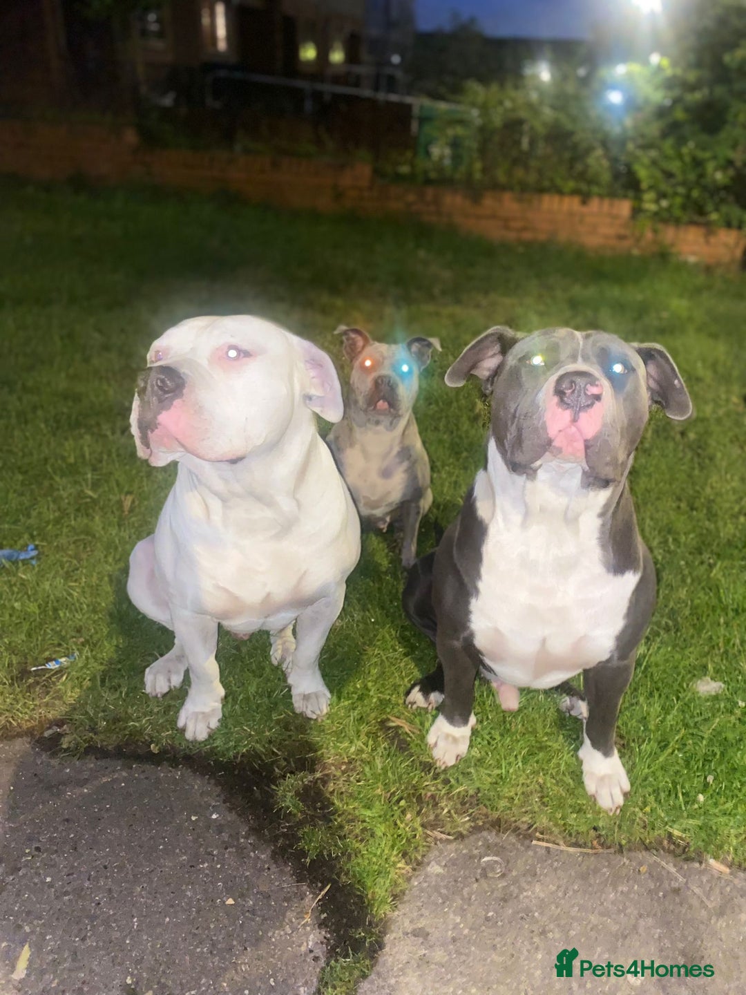 Mixed Breed dogs for sale: Old English cross, cane corsa  - Image 26