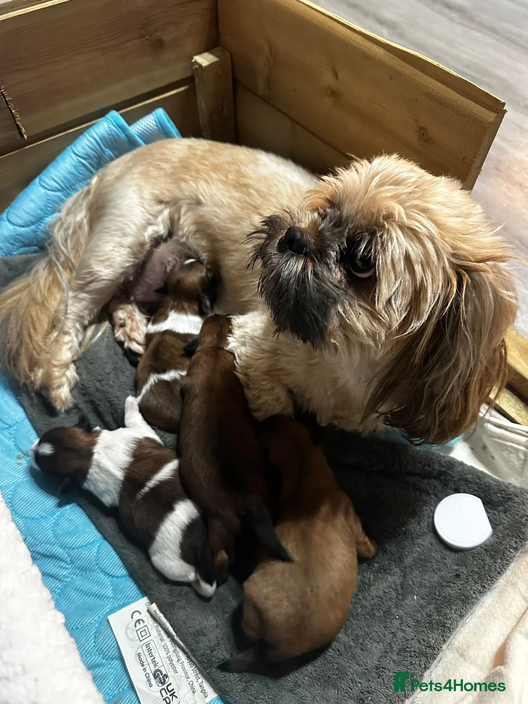 Shih Tzu dogs for sale: Shih tzu - Advert 1