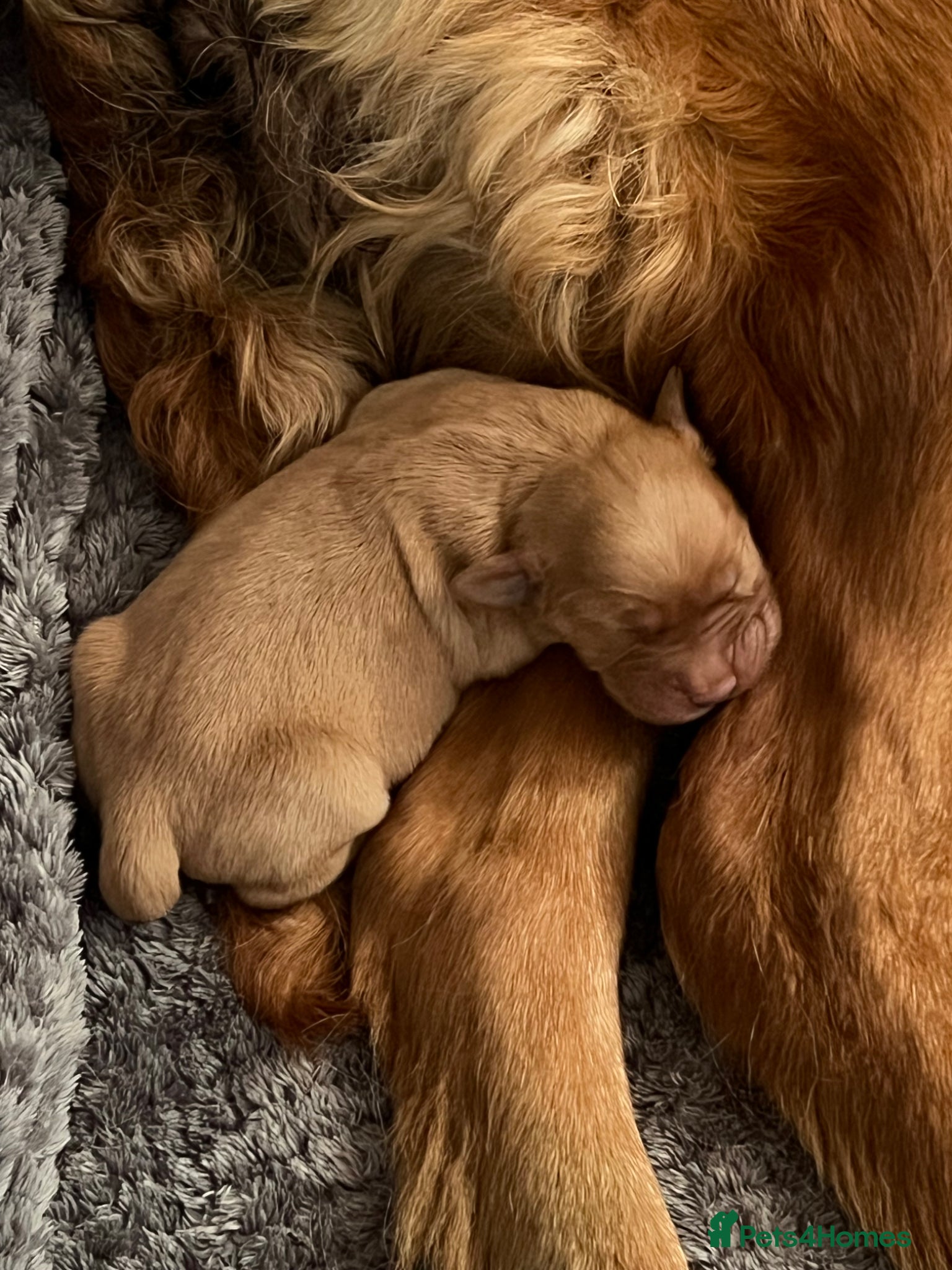 Golden Retriever dogs Tundra Retriever KC Fox Red Golden Retriever Pups - Advert 5