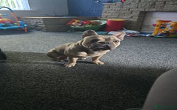 French Bulldog dogs for sale: French bulldog - Image 1