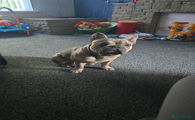 French Bulldog dogs - Advert 10
