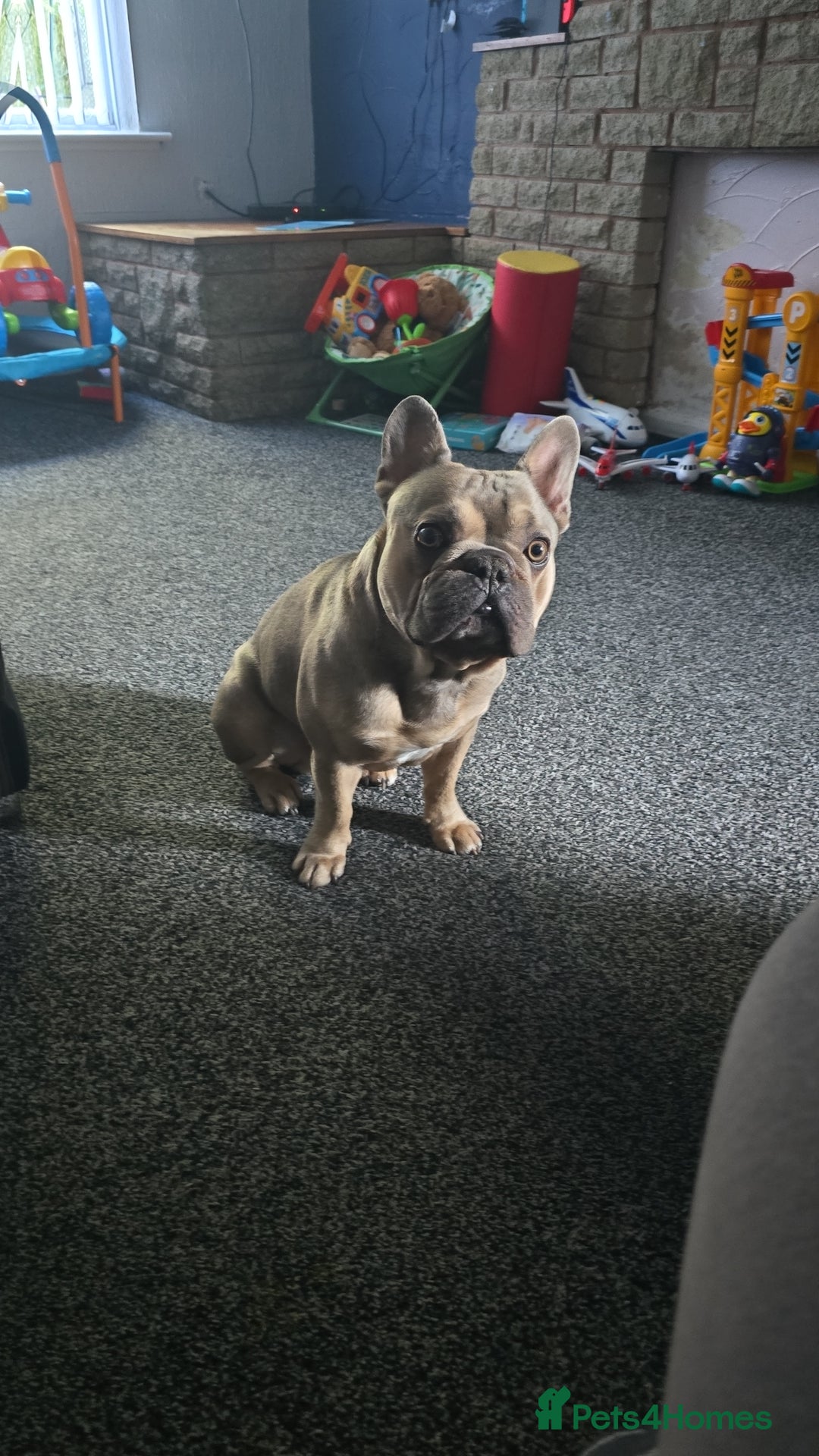 French Bulldog dogs for sale: French bulldog - Image 1