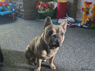 French Bulldog dogs - Advert 34