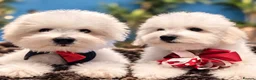 Bichon Frise dogs for sale: 100%pureBichon frise,health tested-clear!!! - Advert 1